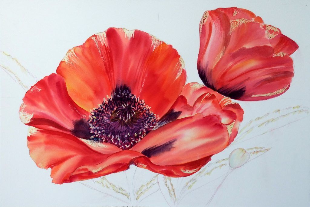 Watercolour painting of a red poppy in full bloom beside a tulip