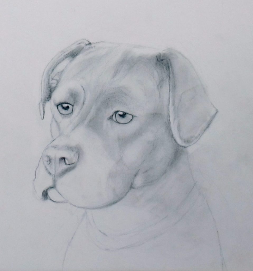 Graphite portrait of a boxer dog's head and shoulders