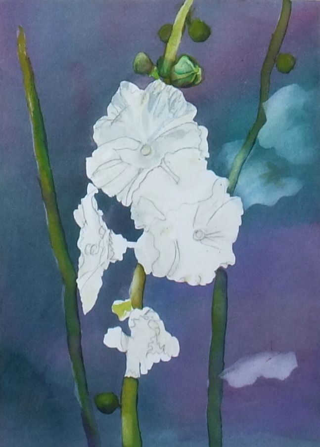 Watercolour of white hollyhock flowers against a dark blue-purple background
