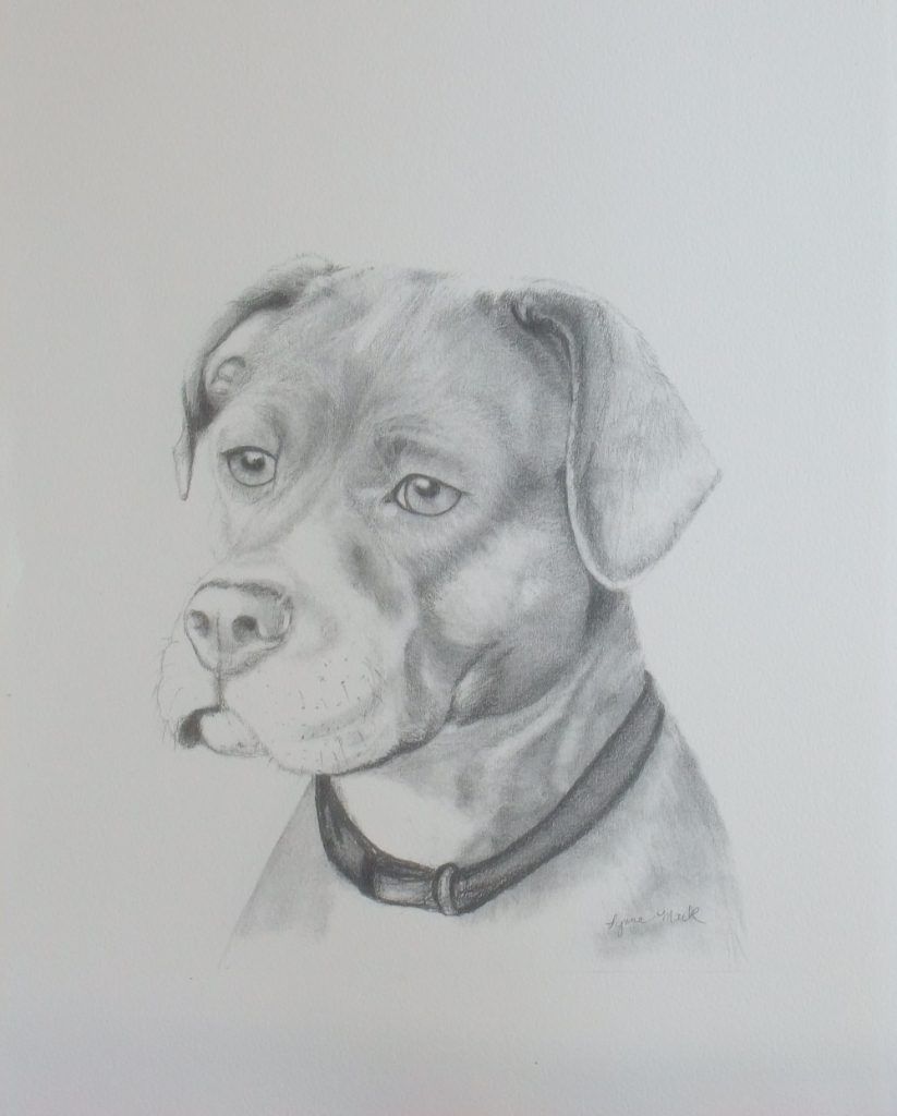 Graphite portrait of a dog wearing a collar